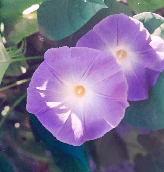 flower about flower about