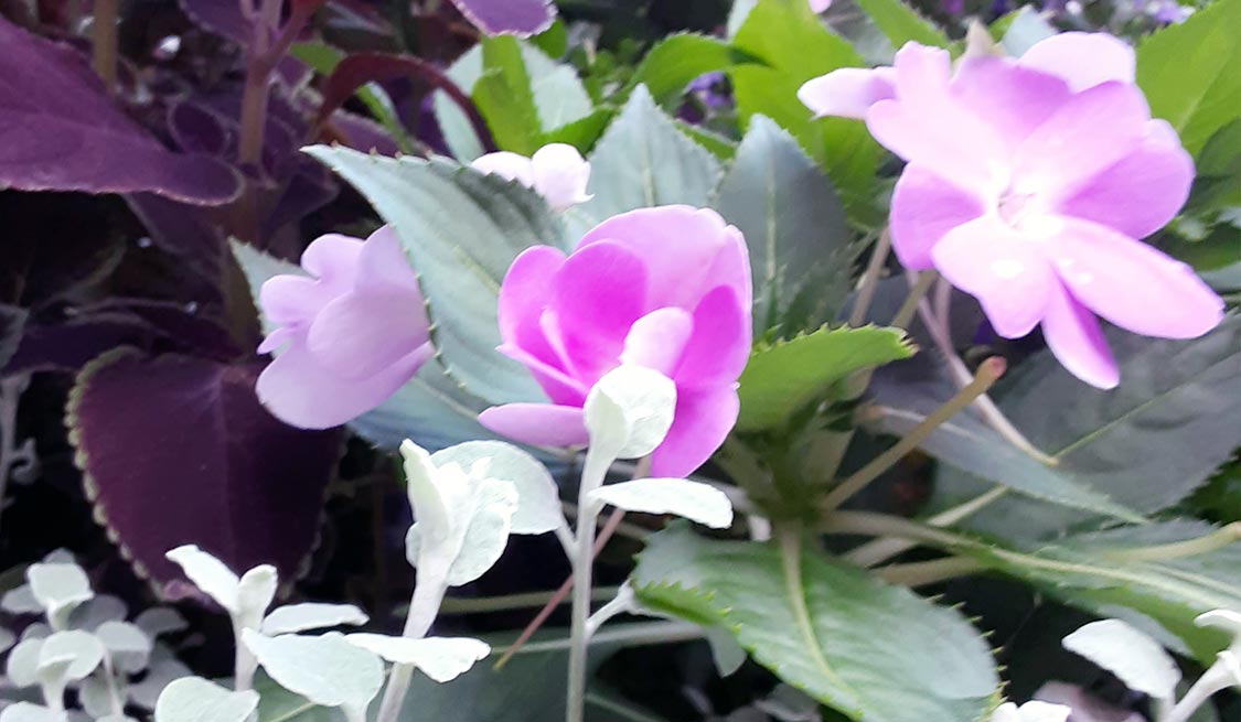 home mygarden img home mygarden img